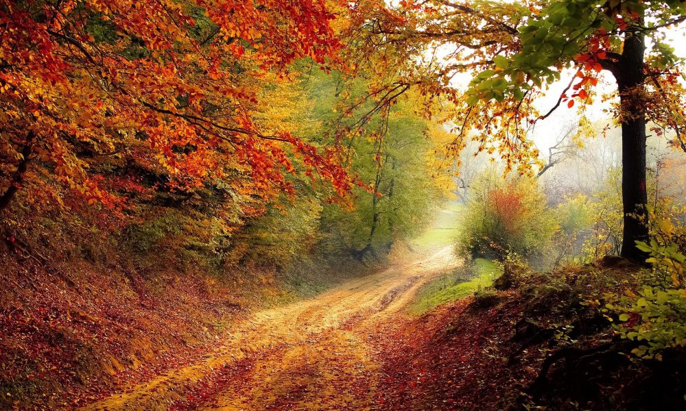 Wald mit buntem Herbstlaub und Weg