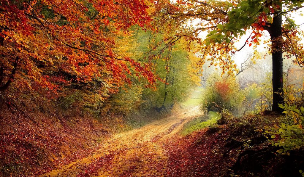 Wald mit buntem Herbstlaub und Weg
