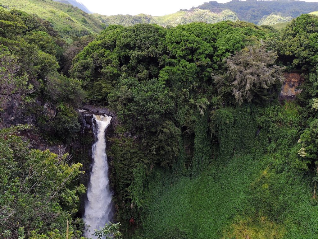 7 Tipp um den Regenwald zu schützen