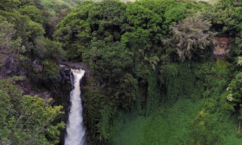 7 Tipp um den Regenwald zu schützen